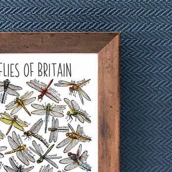 Dragonflies Of Britain Wildlife Print, 8 of 8