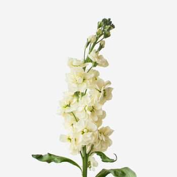 Pale Canary Stock Fresh Bouquet, 2 of 3