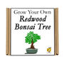 Gardening Gift. Grow Your Own Redwood Bonsai Tree, thumbnail 4 of 4