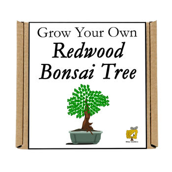 Gardening Gift. Grow Your Own Redwood Bonsai Tree, 4 of 4