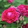 Rose Plants Climbing Rose 'Pink Perpetue', thumbnail 2 of 8