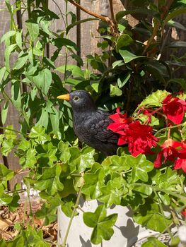 Lifelike Blackbird Garden Sculpture Gift Ornament Frost Proof, 6 of 9