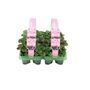 Cyclamen Pink6 Pack X2– 12 Hardy Garden Plants, thumbnail 4 of 5