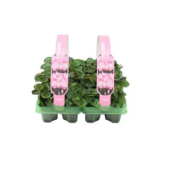 Cyclamen Pink6 Pack X2– 12 Hardy Garden Plants, 4 of 5