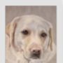 Personalised Pet Portrait Commission, thumbnail 11 of 12