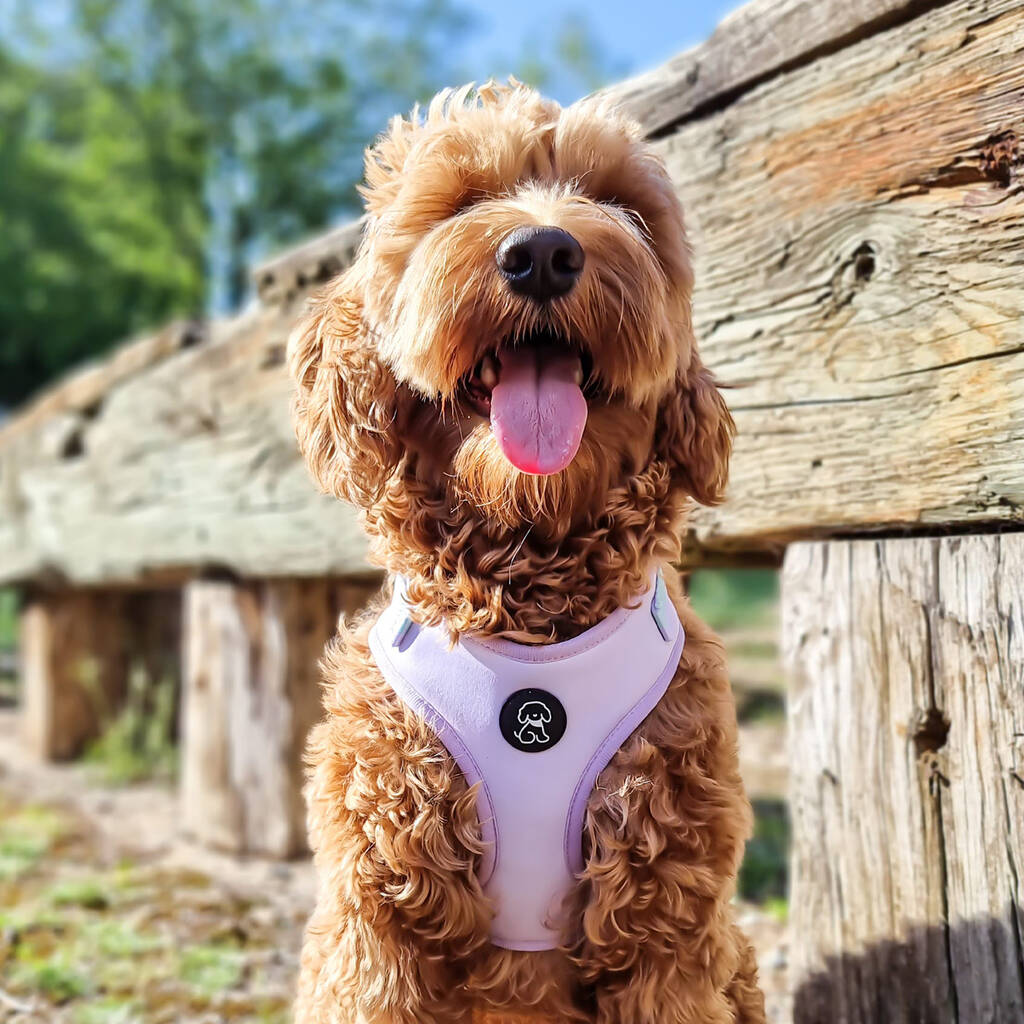 fully adjustable dog harness