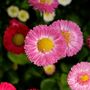 Bellis Daisy 'Mixed' Six X Plant Pack, thumbnail 1 of 5