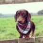 Alfies Red And White Tartan Plaid Dog Celebration Bandana, thumbnail 4 of 7