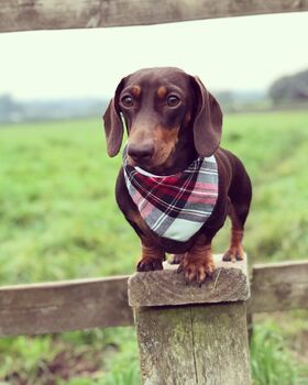 Alfies Red And White Tartan Plaid Dog Celebration Bandana, 4 of 7