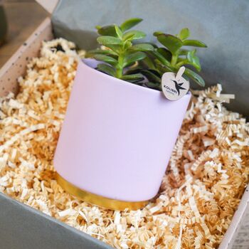 Pink And Gold Houseplant And Pink Gin Truffles, 4 of 6