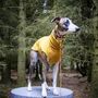Sighthound Collar And Lead Set, thumbnail 4 of 12