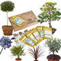 Grow Your Own Mediterranean Garden Paradise Gift Set, thumbnail 1 of 8