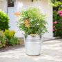 Pieris Forest Flame Evergreen Shrub In 5 L Pot, thumbnail 6 of 7