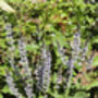 Salvia 'Crystal Blue', thumbnail 7 of 7
