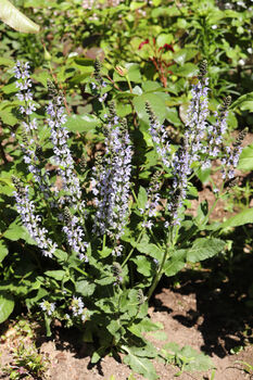 Salvia 'Crystal Blue', 7 of 7