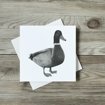 Rana The Duck Luxury Blank Greeting Card, 2 of 4