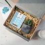 Potted Plant And Chocolate Gift Set, thumbnail 1 of 4