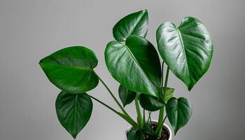 Monstera Deliciosa 'Swiss Cheese Plant' Houseplant, 4 of 5