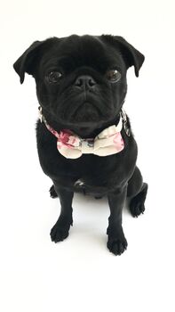 The Disley Pink And Blue Floral Dog Collar Bow Tie, 6 of 7