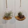 Airplant In Glass Bauble Open Terrarium, thumbnail 9 of 11