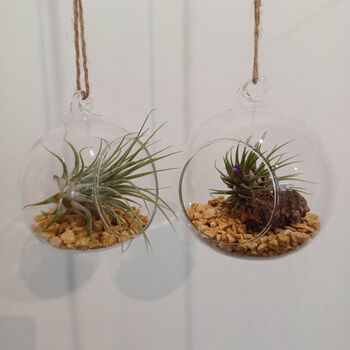 Airplant In Glass Bauble Open Terrarium, 9 of 11