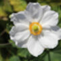 Anemone Plants, 'Honorine Jobert', thumbnail 1 of 8