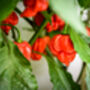 Chilli Plants, Ghost Chilli 'Bhut Jolokia', thumbnail 3 of 9