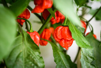 Chilli Plants, Ghost Chilli 'Bhut Jolokia', 3 of 9