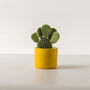 Baby Bunny Ear Cactus With Handmade Pot, thumbnail 7 of 8