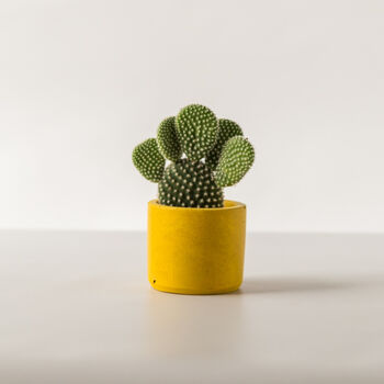 Baby Bunny Ear Cactus With Handmade Pot, 7 of 8