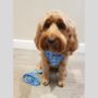 Blue Polka Dot Dog Bandana, thumbnail 4 of 4