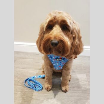Blue Polka Dot Dog Bandana, 4 of 4