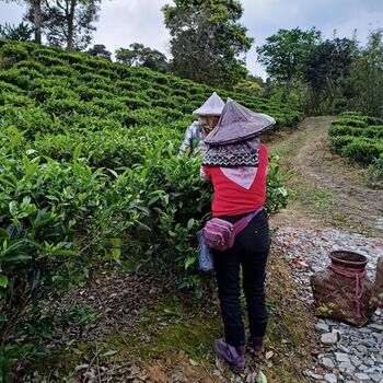 Honey Orchid Loose Leaf Tea 50g, 6 of 8