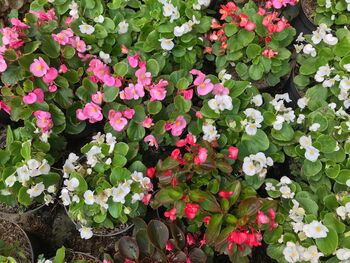 Begonia Plants 'Organdy Mixed' 12 X Compact Plant Pack, 2 of 9