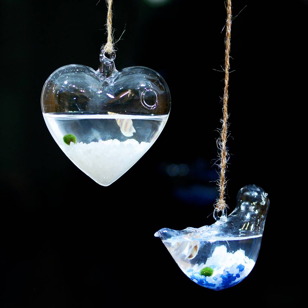 Image of Hanging Glass Bird Marimo Moss Ball Terrarium