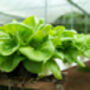 Lettuce 'Butterhead' Six X Plug Plant Pack, thumbnail 4 of 5