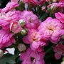 Flowers Kalanchoe 'Mixed' Three X Plants In 6cm Pots, thumbnail 4 of 6