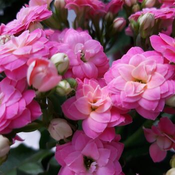 Flowers Kalanchoe 'Mixed' Three X Plants In 6cm Pots, 4 of 6