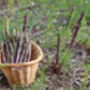 Vegetable Plants Asparagus 'Erasmus' One X Two L Pot, thumbnail 4 of 5