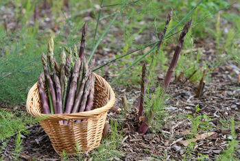 Vegetable Plants Asparagus 'Erasmus' One X Two L Pot, 4 of 5