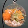 Diy Air Plant Terrarium Kit Hanging Terrarium Gift Autumn Orange, thumbnail 2 of 10