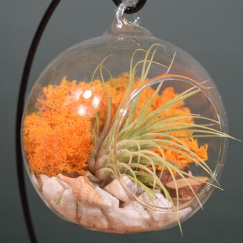 Diy Air Plant Terrarium Kit Hanging Terrarium Gift Autumn Orange, 2 of 10