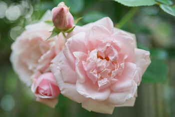 Climbing Rose 'New Dawn' Bare Rooted Plant, 4 of 5