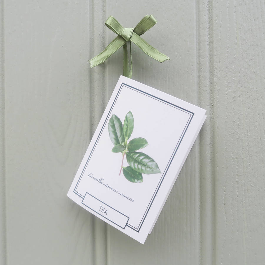 tea plant gift set by the present tree