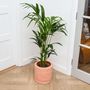 Kentia Palm 'Howea Forsteriana' House Plant, thumbnail 1 of 2