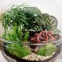 Large Terrarium Kit |'Zagreb', thumbnail 4 of 12