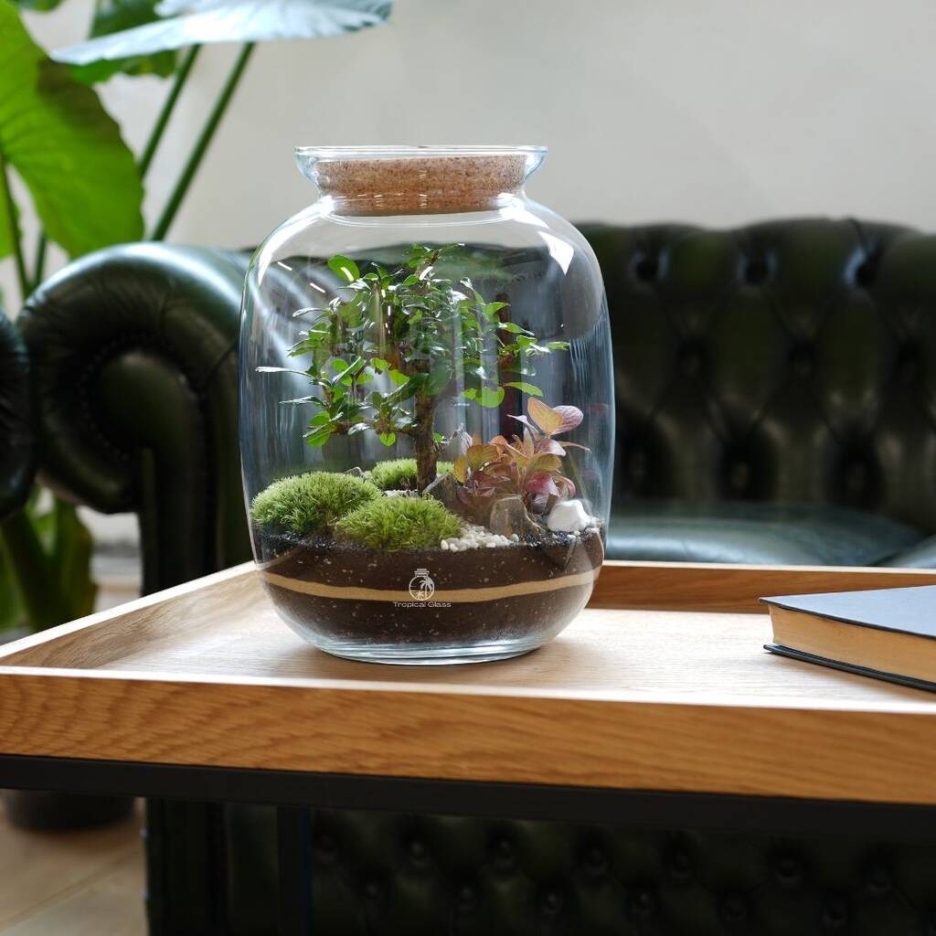 Kit terrarium diy bonsai - 4 plantes
