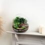 Large Terrarium Kit |'Zagreb', thumbnail 2 of 12