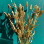 Golden Luxe Dried Phalaris Grass | Letterbox Flowers, thumbnail 4 of 4