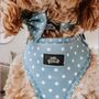 Dog Collar | Blue Polka Dot, thumbnail 5 of 5